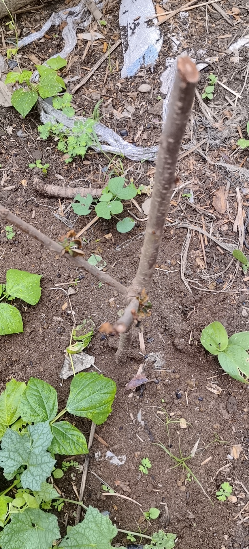 欧悟【买2颗送1颗】嫁接车厘子树苗大樱桃树苗盆栽果树苗木南北方种植 黑珍珠车厘子树苗 七年大苗（结果多） 实拍图