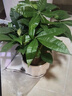 花翁大盆三杆发财树绿植盆栽招财植物办公室内开业盆景金钱树源头直发 实拍图