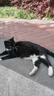 亿迪猫粮全价成猫幼猫冻干全阶段5斤布偶蓝猫英短橘猫通用小包装2.5kg 实拍图