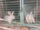 朗缤 兔子活体宠物兔活体新西兰肉兔公主兔小白荷兰侏儒活物兔子宠物 小白公主兔2只（一公一母） 实拍图