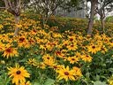 全适不锈钢保温桶20L带龙头商用奶茶桶汤桶米饭桶密封桶工地茶水餐桶 实拍图