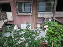 顾家家居（KUKA）梦想垫旗舰版乳胶床垫独袋弹簧席梦思床垫门店同款1.8x2米 实拍图