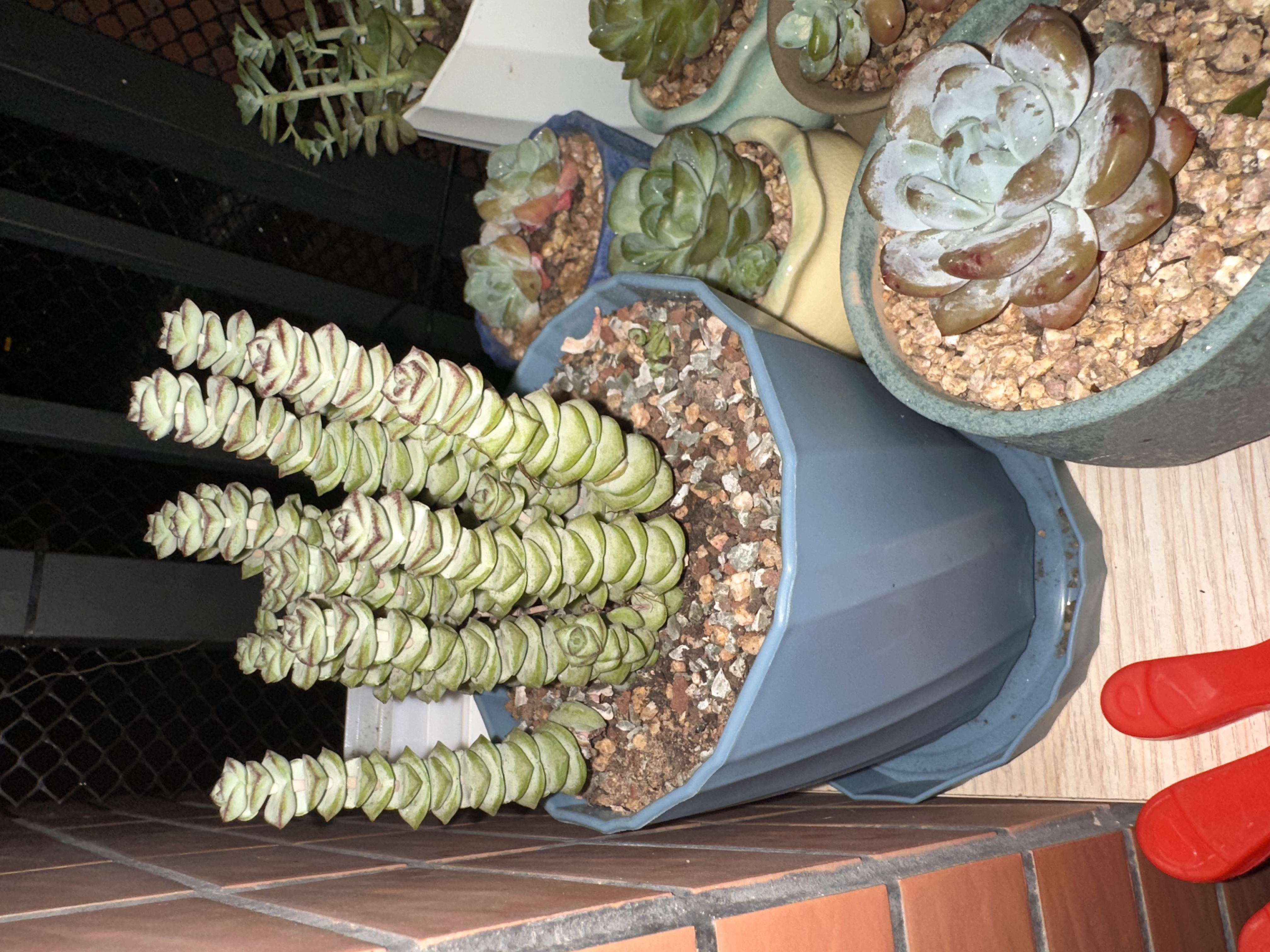奥美优花盆塑料家用多肉种植盆栽花卉绿植树脂透气防烂根带托盘一体加厚 实拍图