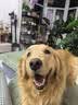 LEGENDSANDY蓝氏狗粮金毛柯基泰迪全犬种通用鲜肉犬粮鸡肉燕麦15kg【囤货装】 实拍图