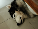 麦富迪狗粮 藻趣儿狗粮成犬粮牛肉螺旋藻 均衡营养2.5kg 实拍图