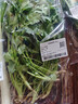 带根香菜100g 实拍图