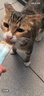 多特思猫零食猫条混合口味55支整桶装成猫幼猫咪零食湿粮 实拍图