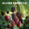 京东京造鲜来多100%桑葚汁200ml*12盒纯果汁花青素黑桑葚桑果汁礼盒 实拍图