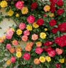 景郁春 JIRYUCUR蔷薇花苗藤本月季庭院爬藤植物台花卉四季开花藤彩虹源头直发 实拍图
