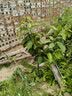 欧悟正宗烟台嫁接车厘子树苗大樱桃树苗南北方种植庭院阳台盆栽果树苗 黑珍珠6年苗 实拍图