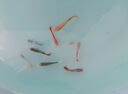 疯狂水草孔雀鱼活体水族宠物观赏鱼冷水耐活小型热带鱼淡水鱼苗 【3CM左右】精品孔雀鱼A 共8条 实拍图