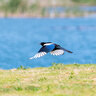 索尼（SONY）FE 70-200mm F2.8 GM OSS II 全画幅远摄变焦G大师镜头(SEL70200GM2) 实拍图