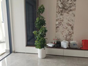 叹为观止大型植物发财树各种大颗盆栽开业乔迁客厅办公室内好养大型花卉 造型鸭脚木【1.5-1.7米】 含盆 实拍图