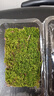 青苔藓鲜活苔藓微景观植物盆景盆栽水陆缸假山草造景材料苔藓 大灰苔藓（11*8）厘米一盒 实拍图