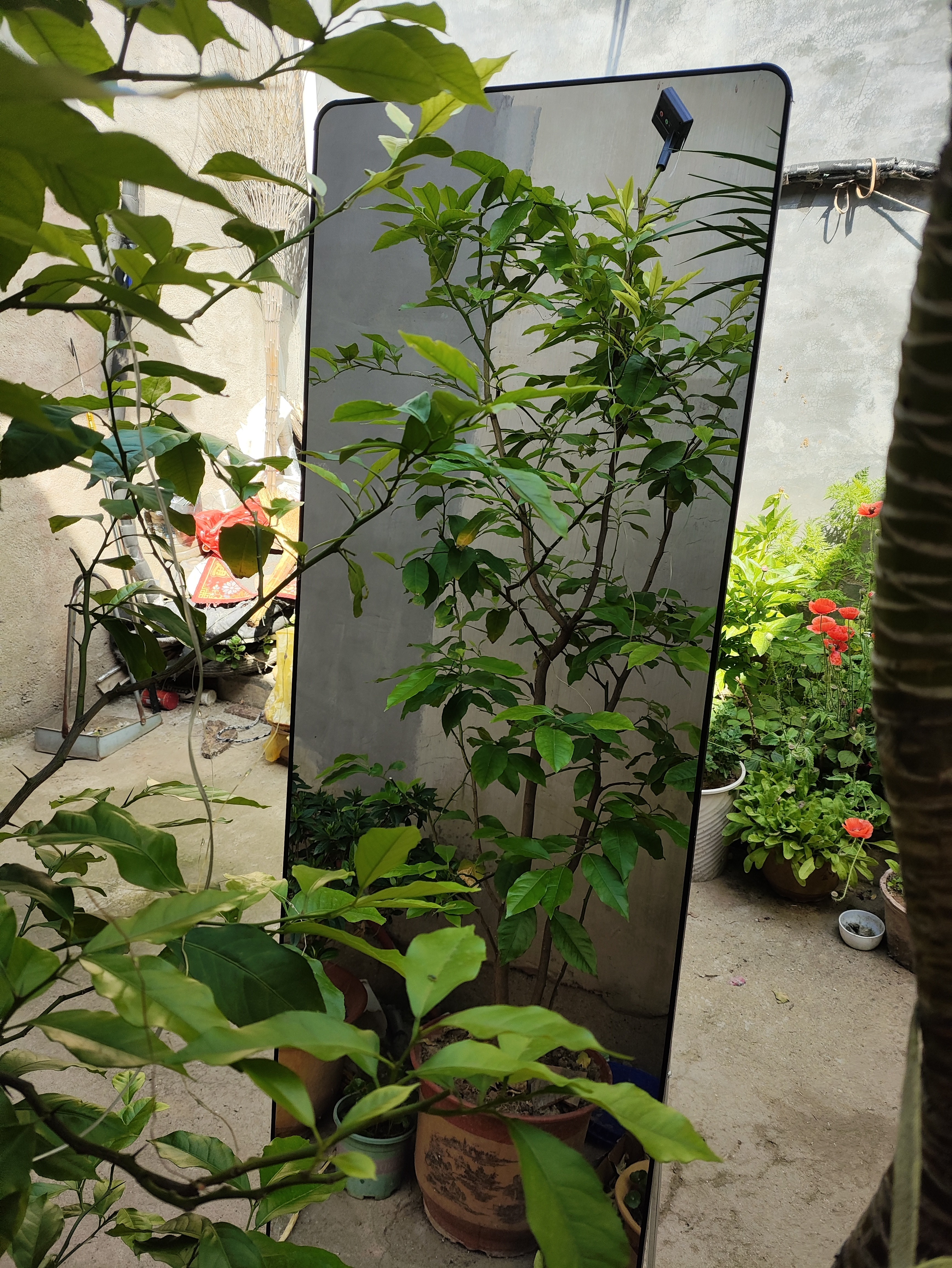 【京东物流】全身镜落地穿衣镜玻璃大镜子宿舍高清试衣镜挂墙服装 经典黑 160*50-摆挂两用-86%购买 实拍图