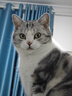 LEGENDSANDY蓝氏 全价猫粮成猫幼猫生骨肉冻干粮猎鸟乳鸽系列兔肉口味1.5kg*3 实拍图