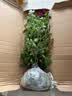 意轩【带花苞】欧月果汁阳台室内观花植物花卉盆栽四季开花月季 真宙【中苗】【带花苞发】 实拍图