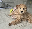 麦富迪狗粮 藻趣儿狗粮幼犬粮牛肉螺旋藻 呵护肠胃2.5kg 实拍图