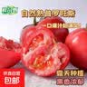 【减脂首负】正宗甘肃武威普罗旺斯西红柿即食生吃番茄蔬菜沙拉 彩箱 4斤 含箱 普罗旺斯【儿时味道】 实拍图