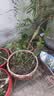 丁香花树苗浓香型四季开花植物南北方室内外庭院盆栽花卉大全耐寒 12年苗两颗-种48天开花/多彩丁香 实拍图
