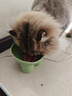 麦斯蒂宠物猫咪零食鸡肉猫条营养湿粮成幼猫饭主食餐包 50g*50包 实拍图