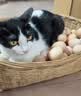 好主人猫粮 成猫猫粮 全价成猫天然粮通用鸡肉味 10kg/20斤 实拍图