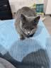 迈路士猫粮牛肉味鱼肉味成猫幼猫通用型全价全阶段猫粮营养均衡猫主粮 牛肉味冻干七拼猫粮（50%冻干） 10斤（发2包5斤） 实拍图