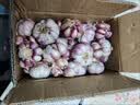 中鲜生云南大理紫白皮大蒜 干蒜 大蒜头2026年新货蔬菜生鲜 净重1斤装【26年干蒜大果】 实拍图