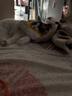 华元宠具（hoopet）猫咪伊丽莎白圈幼猫项圈宠物狗狗圈颈圈脖圈头套犬耻辱圈防舔头罩 实拍图
