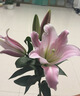 京鲜生 海阳普罗旺斯番茄果王礼盒净重4.5斤180g+沙甜水果柿子源头直发 实拍图
