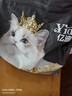 亿迪猫粮冻干幼猫成猫10斤全价英短蓝猫布偶老年猫国产通用全阶段5kg 实拍图