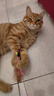 憨憨乐园猫玩具逗猫棒幼小猫猫咪磨牙玩耍耐咬互动自嗨玩具神器宠物用品 实拍图