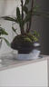 孙凯（SUNKAI）鲜活苔藓青苔藓 微景观植物盆景生态瓶diy绿植水陆缸假山盆栽盆景 实拍图