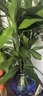 富贵竹水培植物室内招财绿植插瓶插花净化空气办公桌面转运竹 富贵竹75cm8支 实拍图