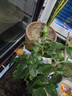 果汁阳台月季花苗四季开花卉盆栽绿植物室内花易活玫瑰带花苞庭院 黑巴克【大花浓香，月月开分枝多】 【带花苞】【盆口径15cm】原盆冠25高35 实拍图