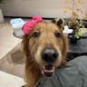 皇家狗粮 成犬狗粮 犬粮 宠物大型犬 GR26全价犬粮≥15月15KG 实拍图