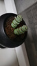 【亏本冲量】多肉植物盆栽新手套餐迷你绿植 2头钱串1颗(不带盆和土） 实拍图