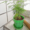 文竹盆栽绿植花卉盆景植物室内客厅水培文松云竹文竹大苗四季常青 文竹【1颗】原盆原土球发货 高度15-25cm 实拍图