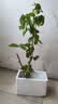 CHUANGSHIJI树莓苗双季树莓覆盆子树苗黄红树莓苗南方北方种植盆栽地栽果树苗 红宝石【当年结果】 60cm(含)-69cm(含) 实拍图
