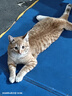 好主人（CARE） 金装猫粮2.0 无谷猫粮 全价幼猫通用 82%含肉量2.5kg/5斤 实拍图