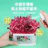 匠心绽放开学季礼物水培菜种植套装儿童幼儿园DIY植物根系观察豌豆10114 实拍图