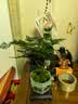 花翁文竹盆栽绿植物室内客厅中式禅意盆景办公室摆件高端花卉源头直发 实拍图