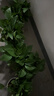 京东绿植绿萝盆栽除甲醛花卉绿植办公室180款加仑自吸水盆8盆装源头直发 实拍图