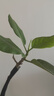 史丹利（STANLEY）绿植营养液通用型肥料室内盆栽植物叶面肥家用观叶型专用肥500ml 实拍图