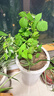 CHUANGSHIJI树莓苗双季树莓覆盆子树苗黄红树莓苗南方北方种植盆栽地栽果树苗 店长推荐5年苗果多【品种留言】 60cm(含)-69cm(含) 实拍图