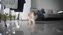 KONOKO宠物湿巾猫咪擦眼泪痕除臭味狗狗用品全身免洗清洁专用湿纸巾 实拍图