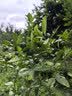 大马碧富马来西亚进口海盐咸柠檬薄荷糖清新himalaya糖果零食(12袋/盒) 薄荷咸柠檬180g1盒+1袋咸柠糖 实拍图