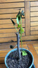 重瓣红三角梅盆栽带花三角梅苗勤花品种爬藤老桩室内花卉植物四季 绿樱 3年苗【当年开花】不含盆 实拍图