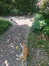 亿迪猫粮全价成猫幼猫冻干全阶段5斤布偶蓝猫英短橘猫通用小包装2.5kg 实拍图
