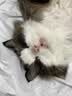 pidan猫砂 经典豆腐混合猫砂3.6kg*12包 皮蛋猫砂 实拍图